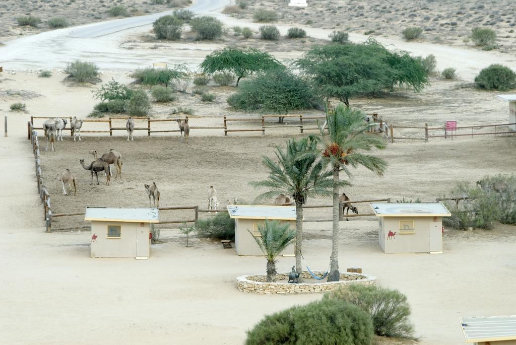 Negev Camel Ranch Villa Dimona Exteriör bild