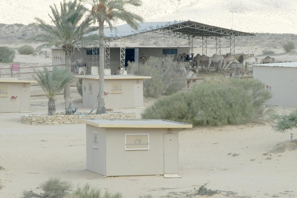 Negev Camel Ranch Villa Dimona Exteriör bild