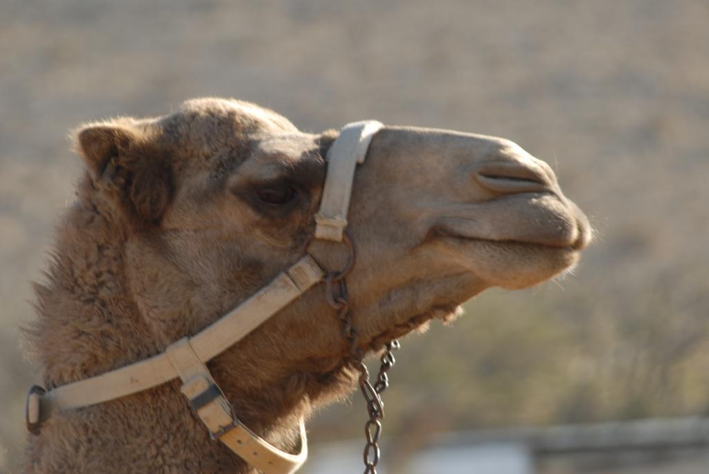 Negev Camel Ranch Villa Dimona Exteriör bild