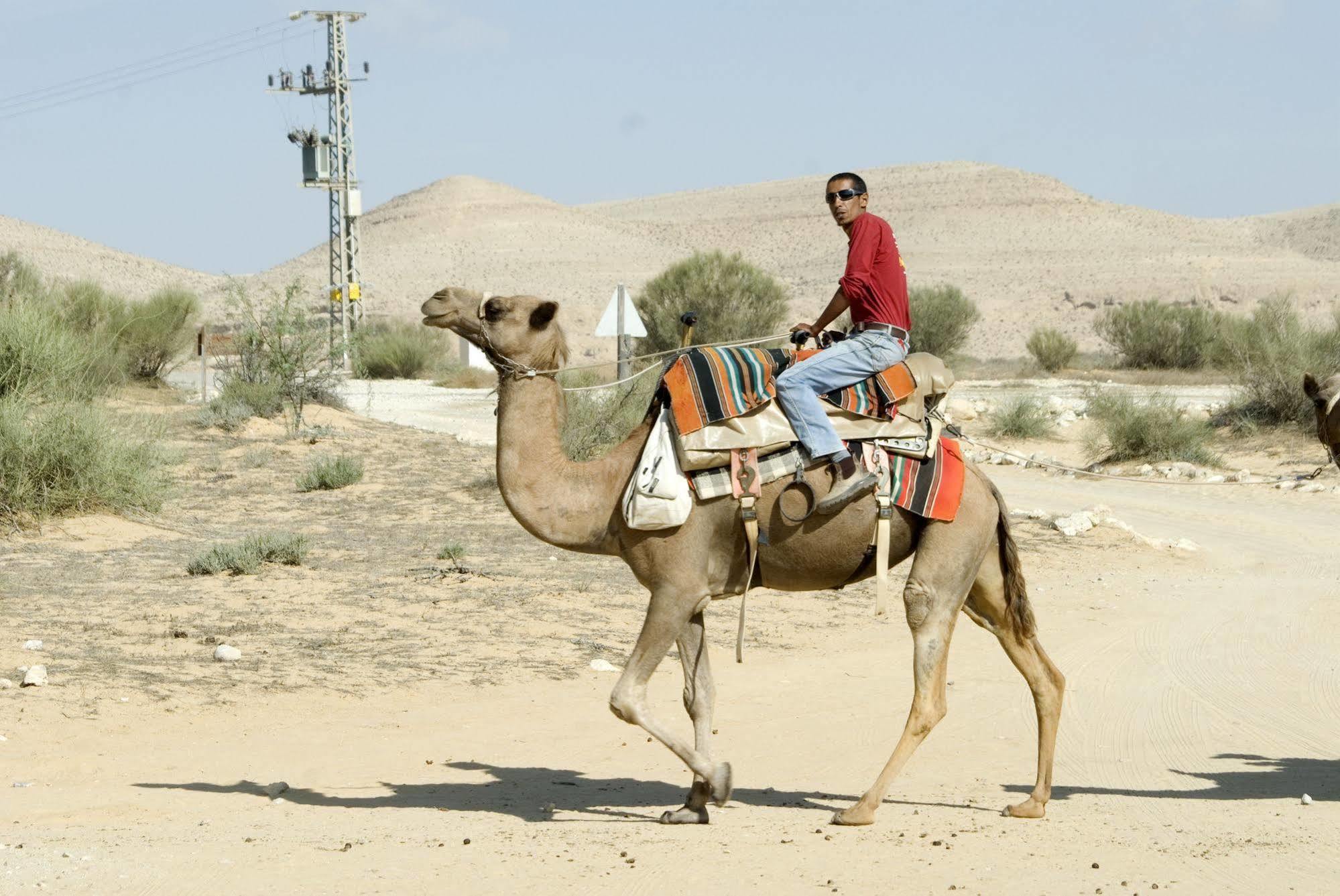 Negev Camel Ranch Villa Dimona Exteriör bild