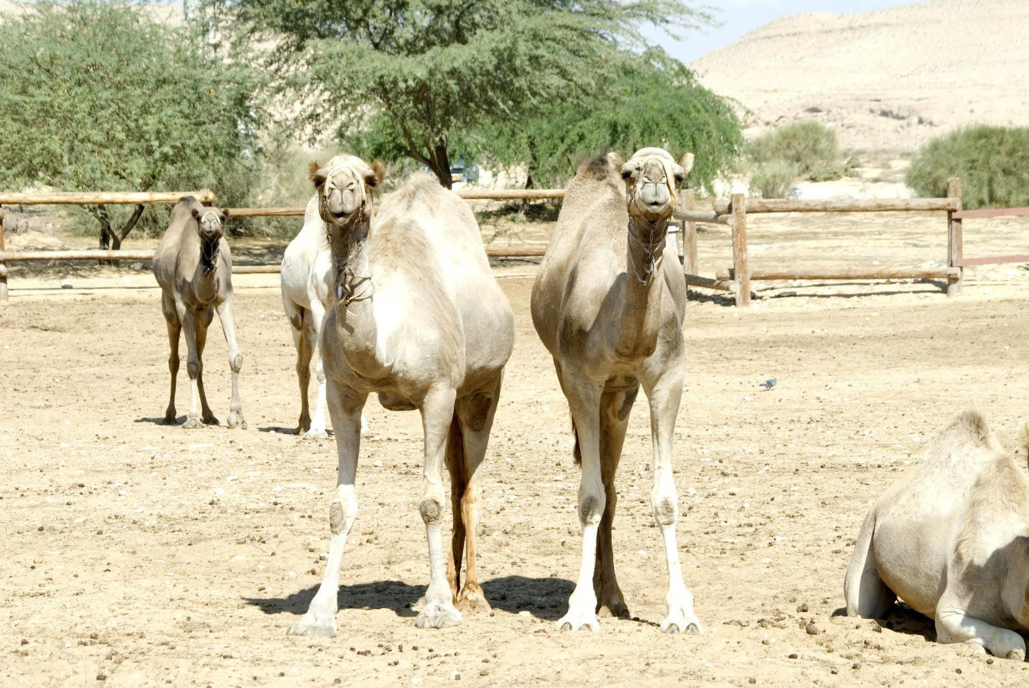 Negev Camel Ranch Villa Dimona Exteriör bild