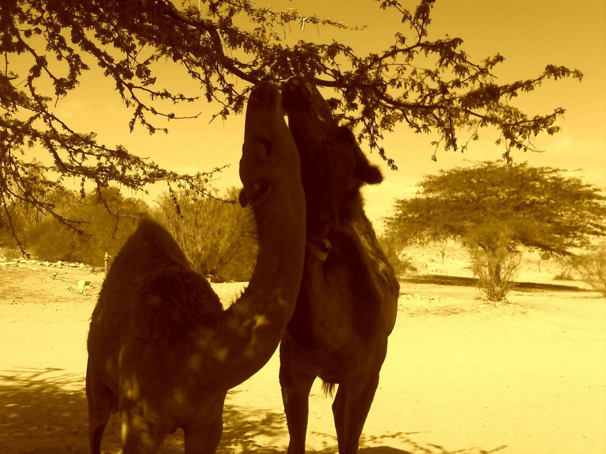 Negev Camel Ranch Villa Dimona Exteriör bild