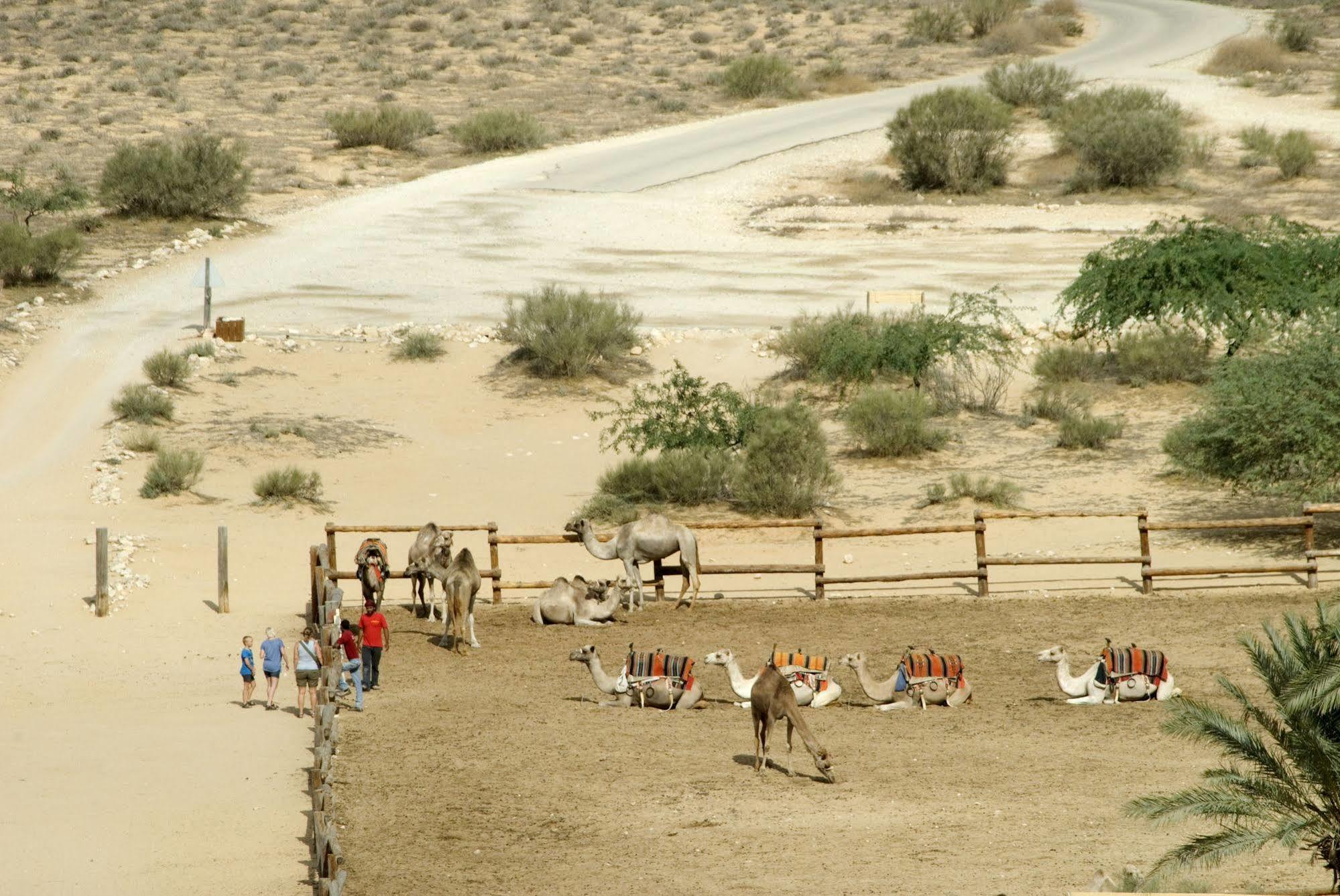 Negev Camel Ranch Villa Dimona Exteriör bild