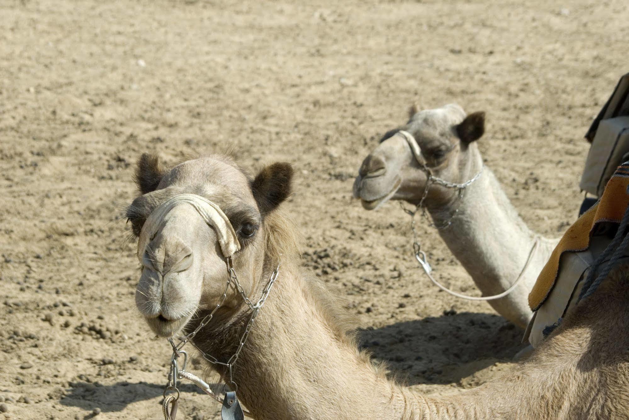 Negev Camel Ranch Villa Dimona Exteriör bild