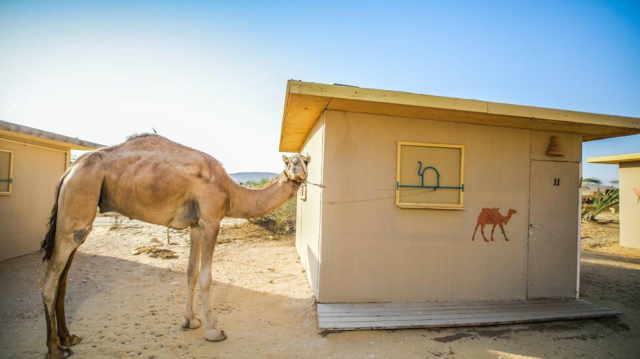 Negev Camel Ranch Villa Dimona Exteriör bild